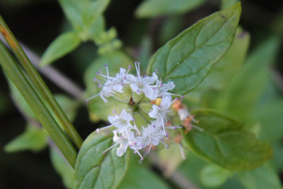 Mentha australis river mint