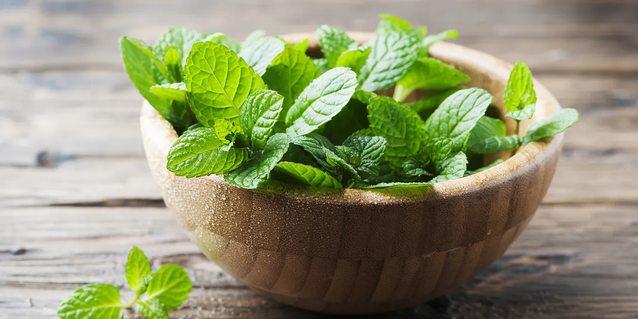 Mint Leaves in a wooden bowl