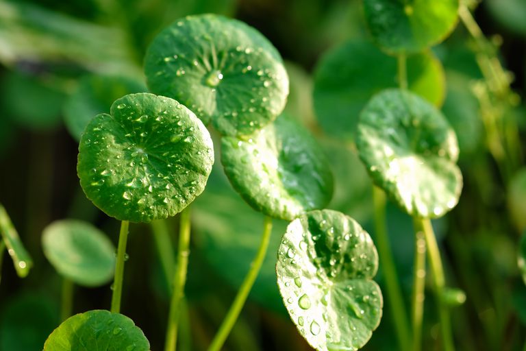 gotu kola plant leaves under the sunlight with water droplets