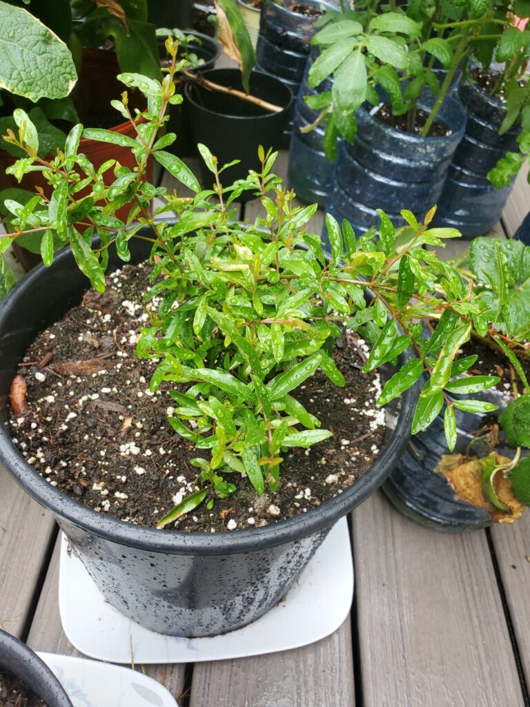 Garnet's young pomegranate tree