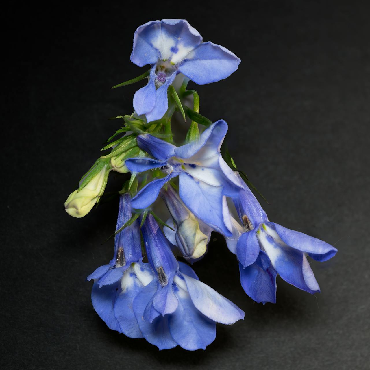 Lobelia: America’s sweetheart is a clever witch