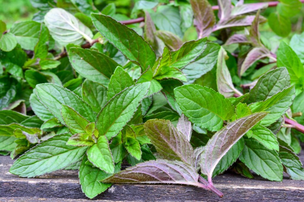 Mint plants growing on the road side on a wooden curb
