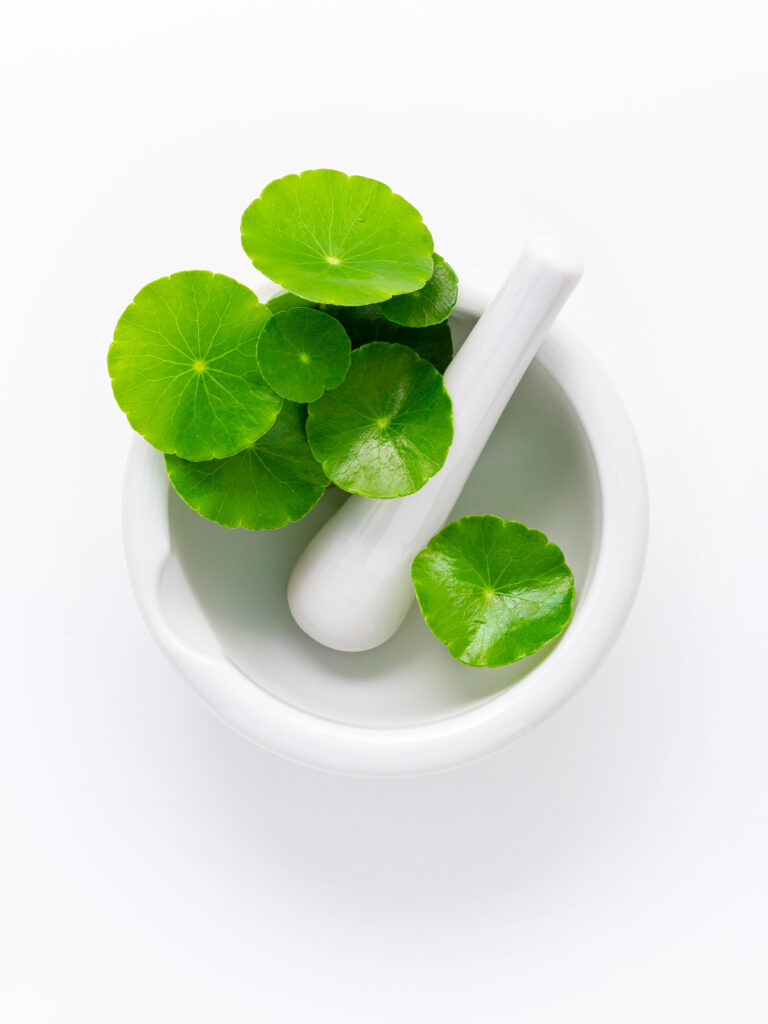 Close up centella asiatica leaves with white mortar isolated on