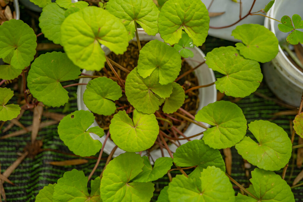 Small green leaf of Centella Asiatica (Gotu Kola) on green garden.