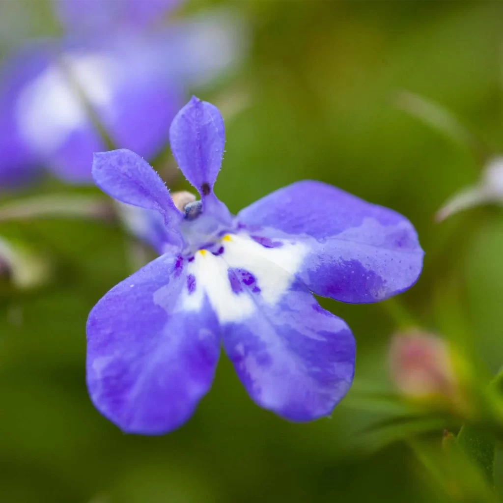 A Single Lobelia flower