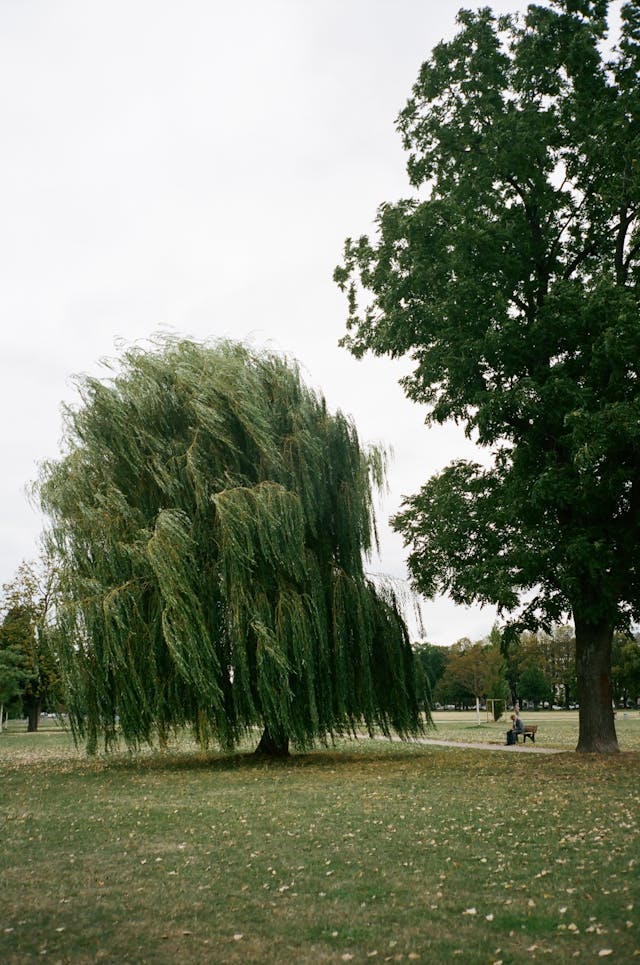 Willow: The Mother of Korean Rebellion dipping her toes by the Shore