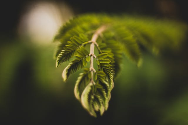 Mimosa Pudica: It’s the Shy Ones You Should Look Out For