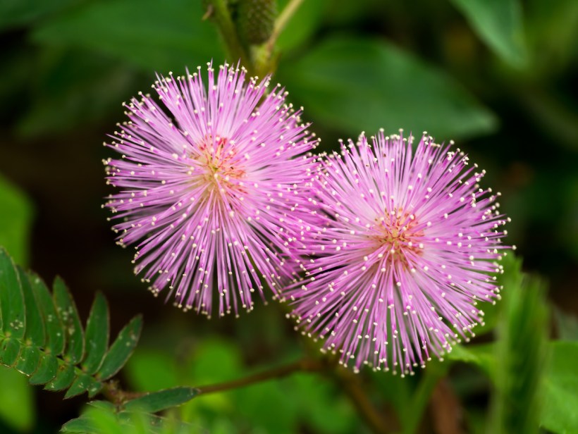 Flower-Sensitive_Plant_Mimosa-pudica