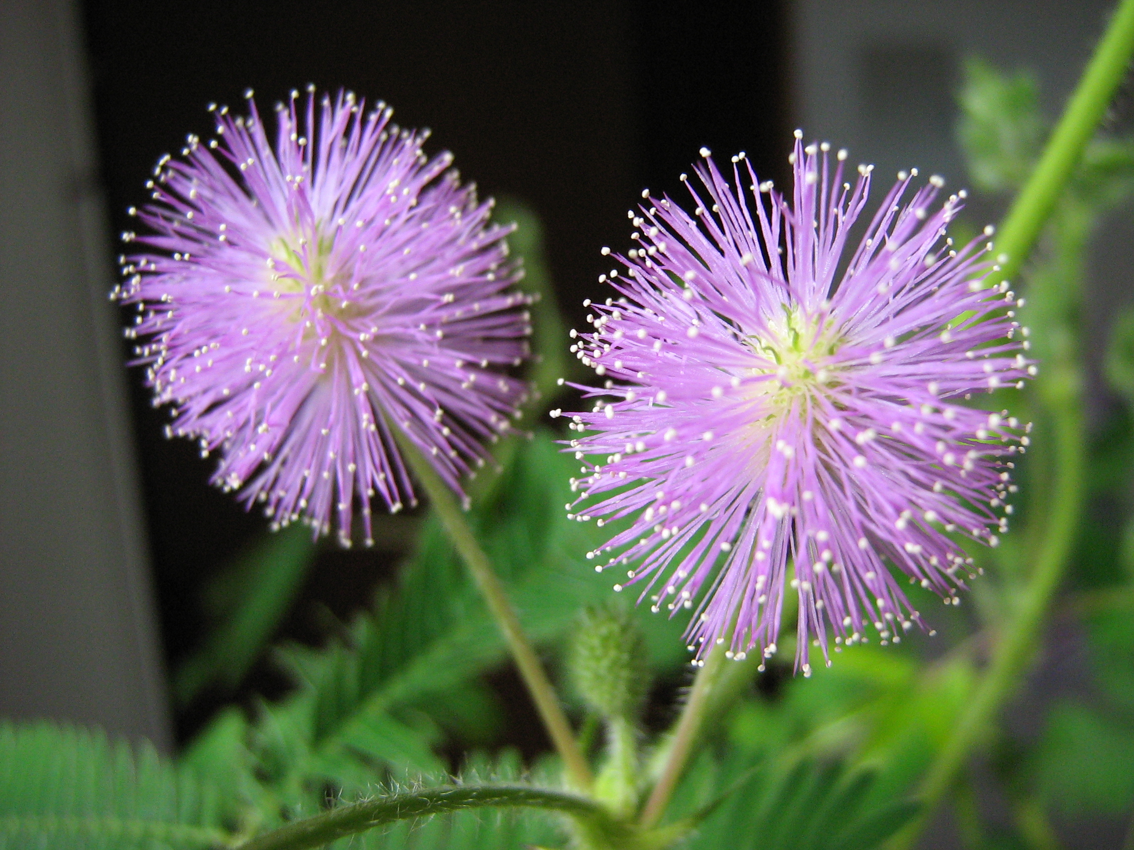 Mimosa Pudica: It’s the Shy Ones You Should Look Out For