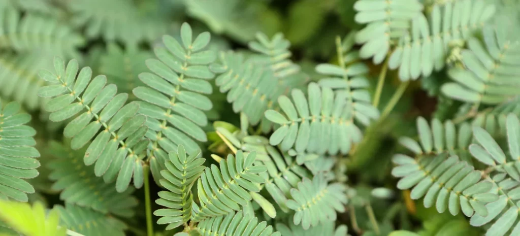 Mimosa Pudica leafs