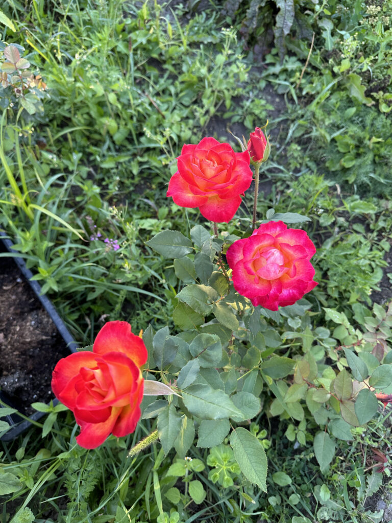 three roses in garden