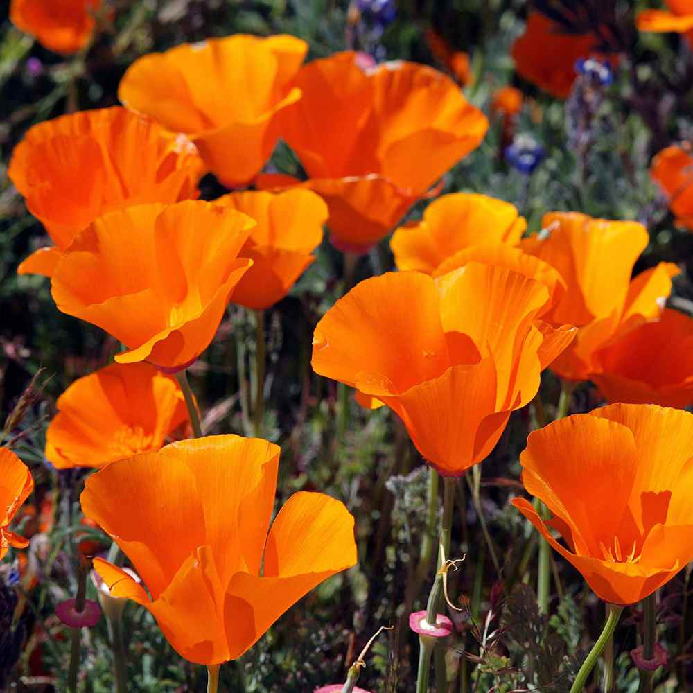 california poppy orange