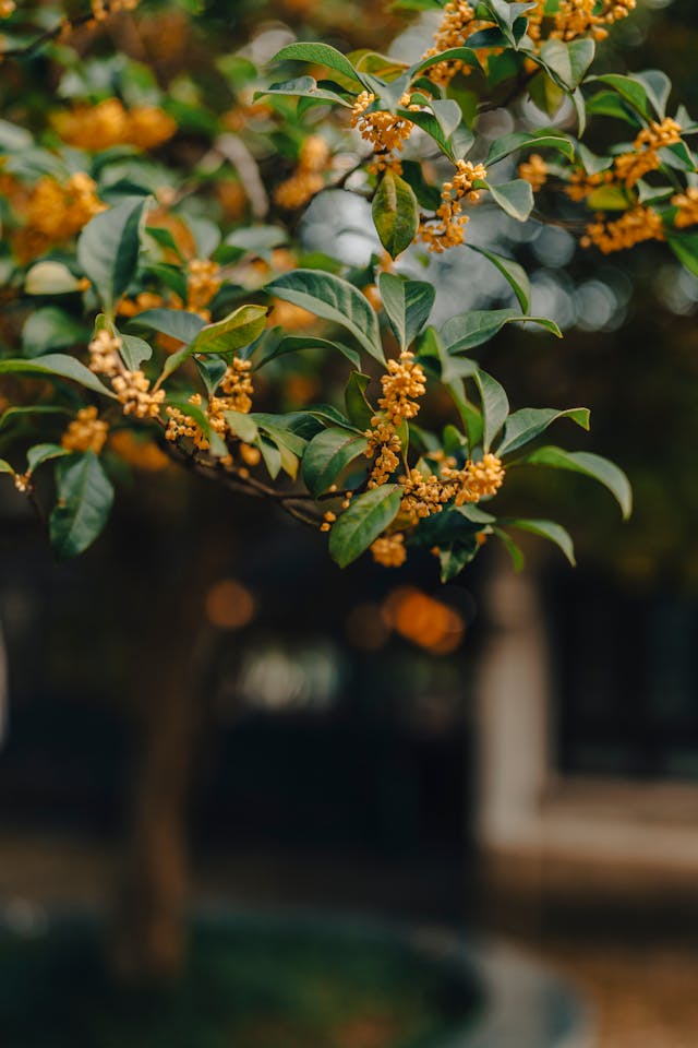 Sweet Osmanthus: A Language Spread across Sky