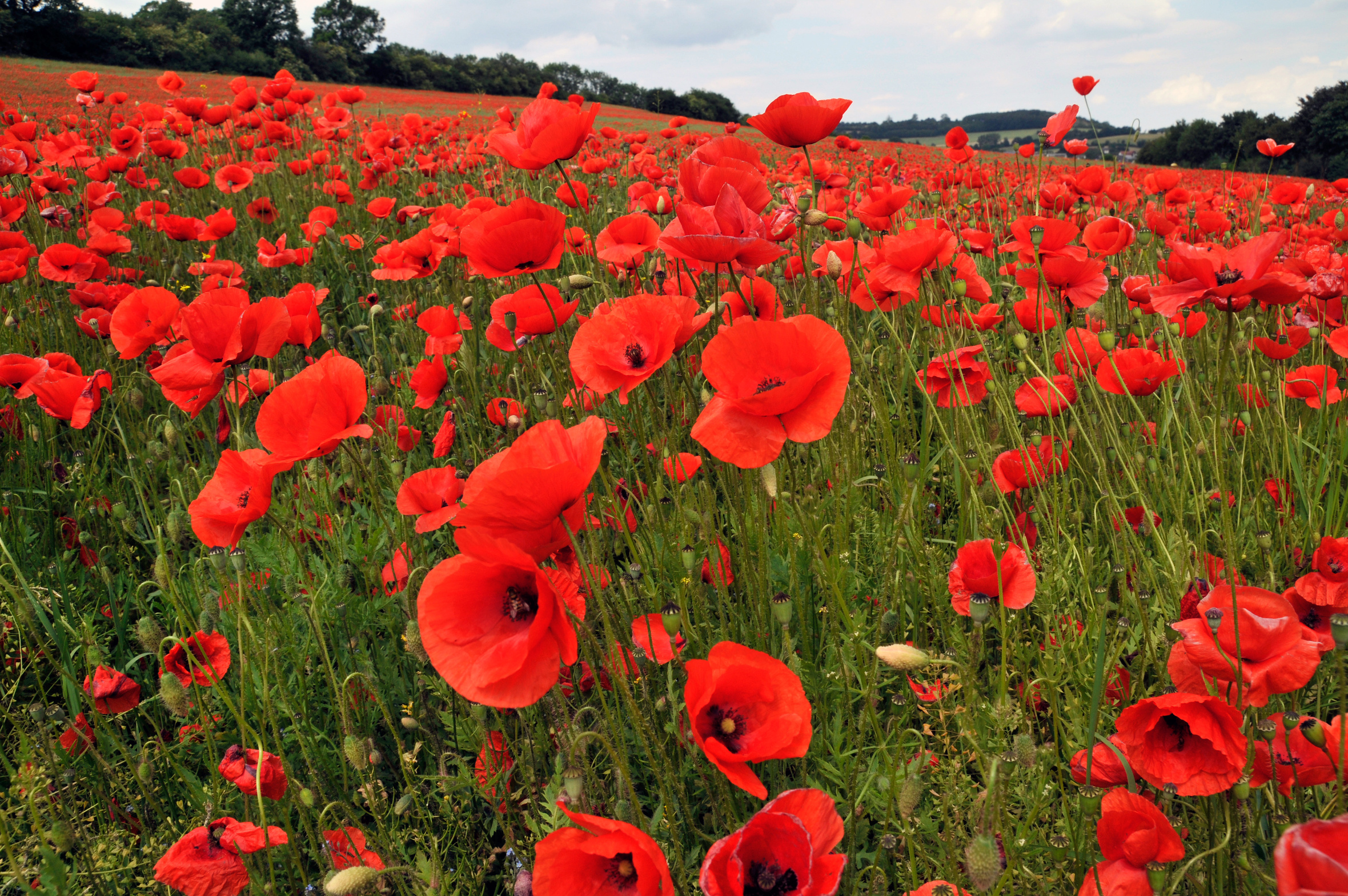 Poppy field red