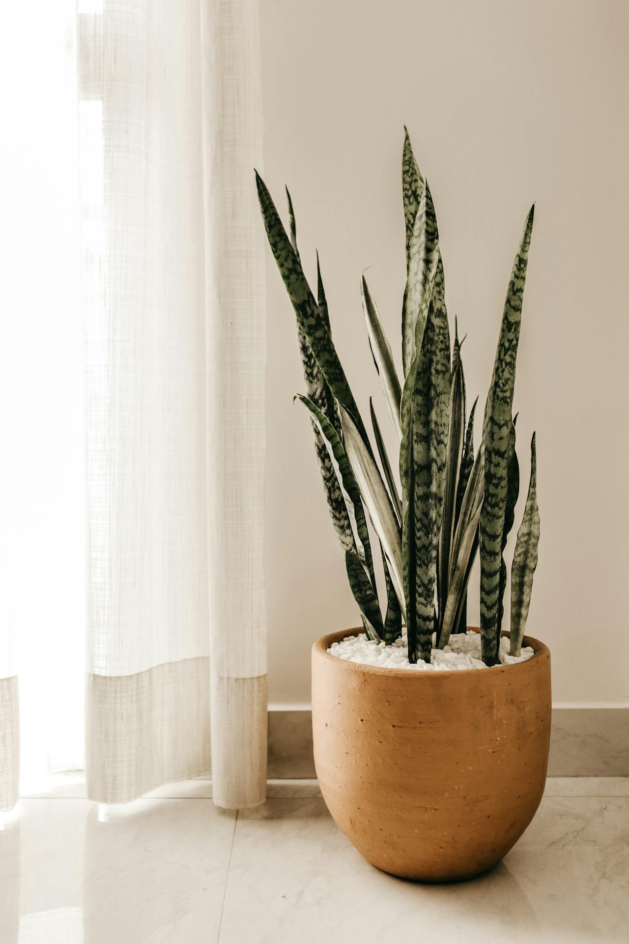 snake plant in a large pot next to the window