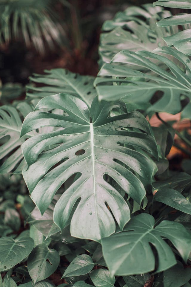 Monstera: How to Care for a Monstera Plant the Easy Way