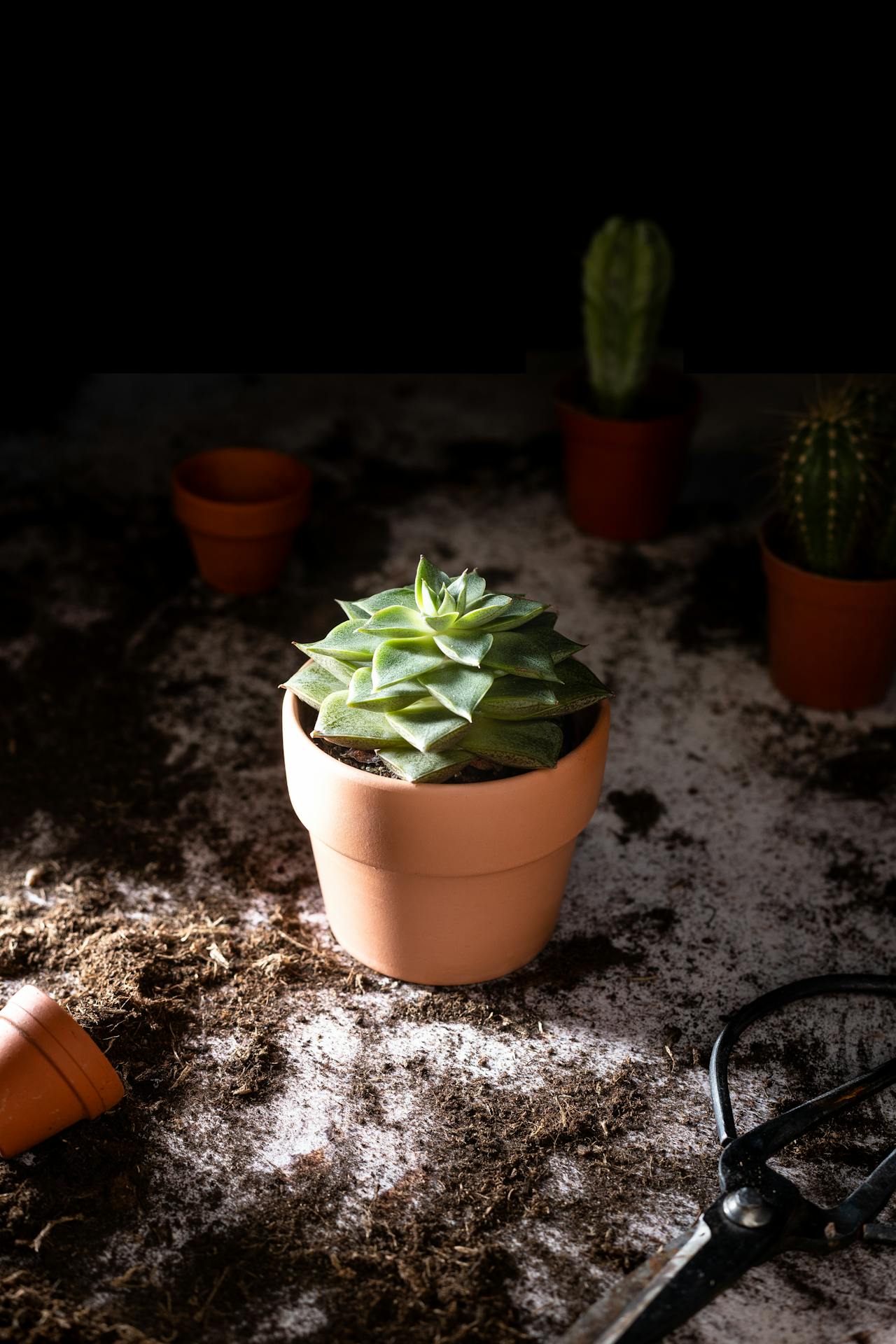 succulent plant in a ceramic pot under sunlight